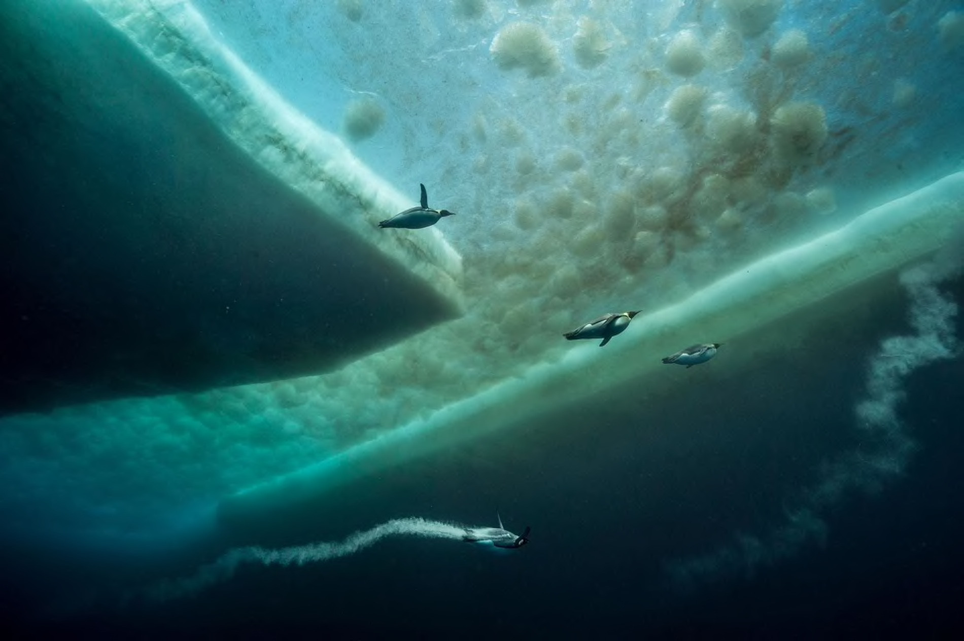Η ζωή κάτω από τους πάγους της Ανταρκτικής [ΦΩΤΟ]