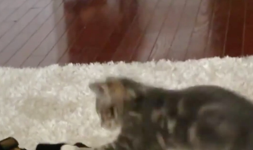 Μια γάτα τα βάζει με ντόμπερμαν και γίνεται viral! [ΒΙΝΤΕΟ]