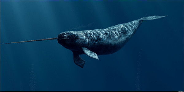 Νάρβαλ: Οι φάλαινες μονόκεροι [ΒΙΝΤΕΟ]