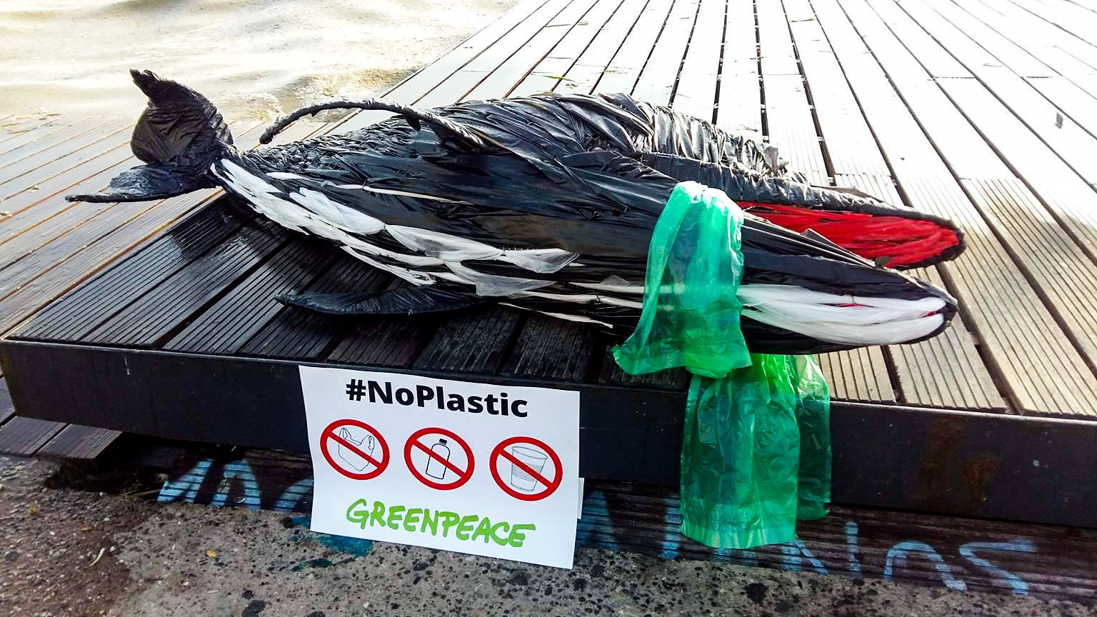 Θεσσαλονίκη: Ένα δελφίνι από… πλαστικά ξέβρασε η θάλασσα