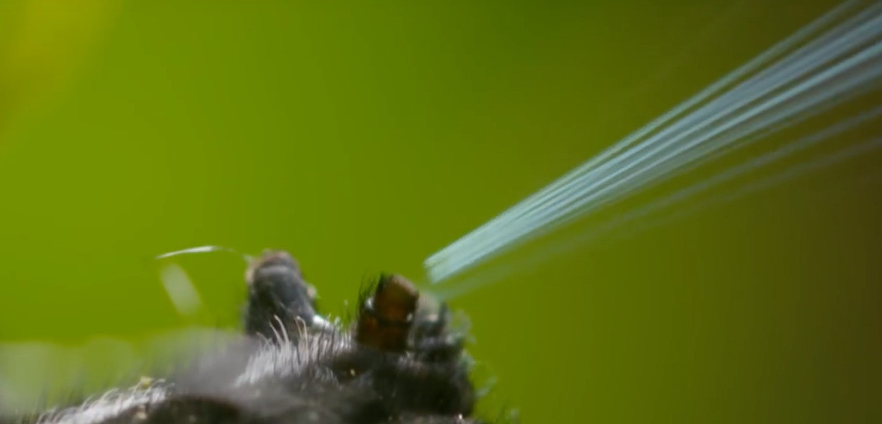 Μια μαύρη αράχνη πετά τον ιστό της σε αργή κίνηση [ΒΙΝΤΕΟ]