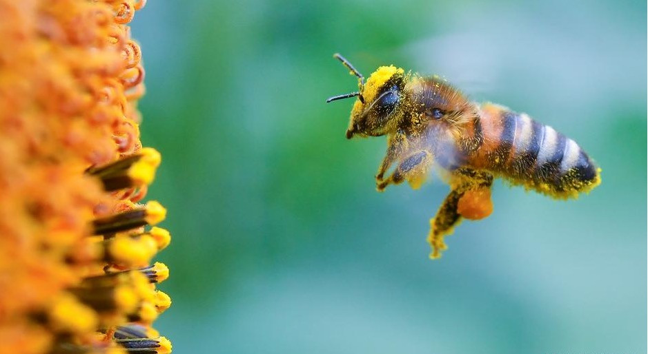 Δηλητηριάζουμε τις μέλισσές μας;