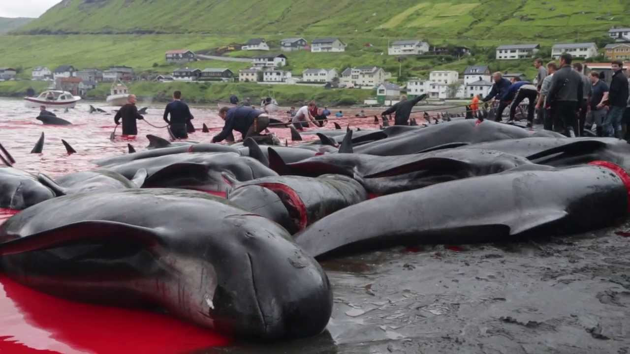 Η μεγάλη σφαγή των φαλαινών… για διασκέδαση