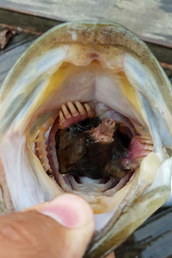 Ιστορίες ψαράδων: Βρήκαν έναν αρουραίο στο στόμα ενός ψαριού! [ΦΩΤΟ]