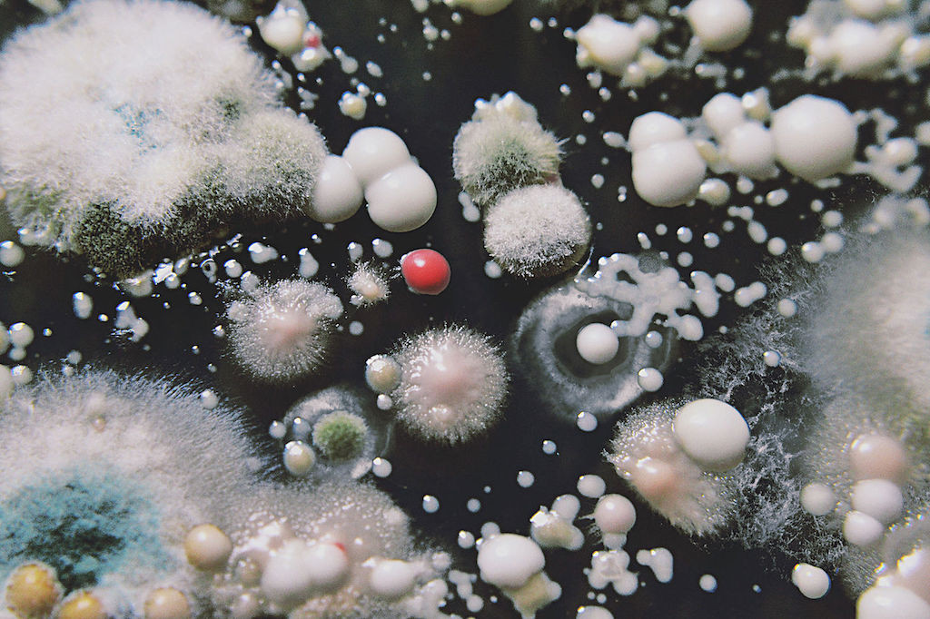 Μικρόβια και μικροοργανισμοί, ένας «θησαυρός» που κυριαρχεί στον πλανήτη