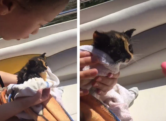 Γάτα-ναυαγός διασώθηκε και ξεκινά μια νέα ζωή! [ΒΙΝΤΕΟ]