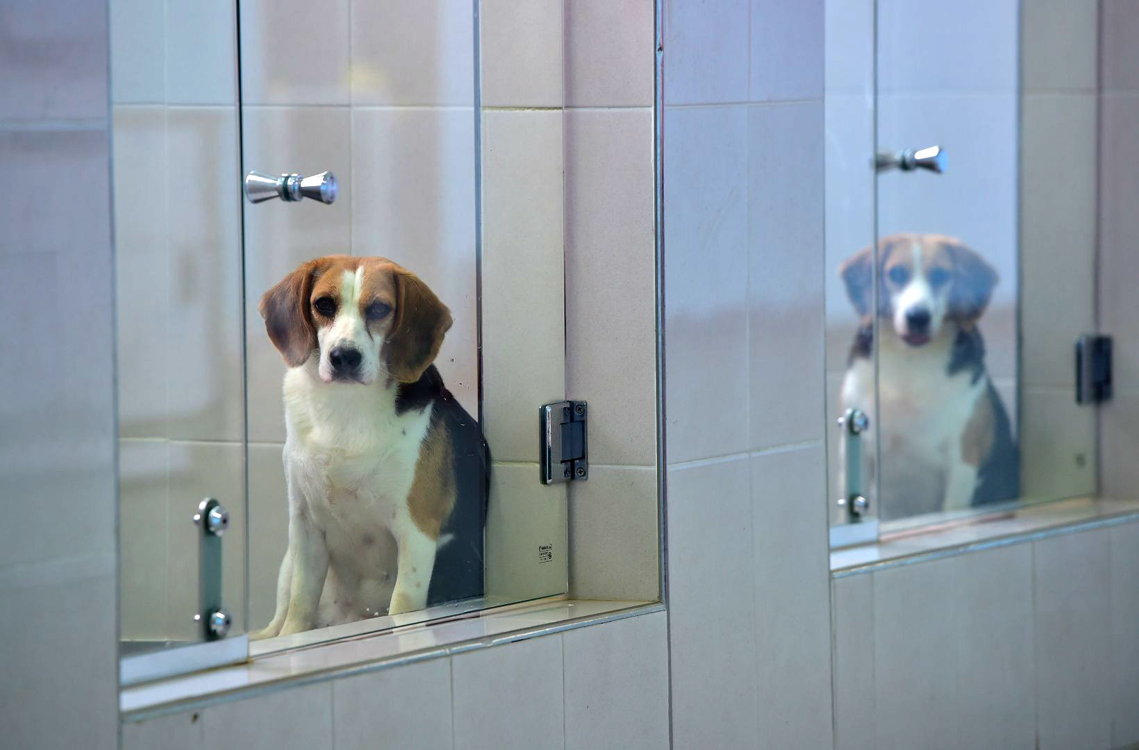 Κλωνοποιούν σκύλους και ζώα για πειράματα κατά παραγγελία
