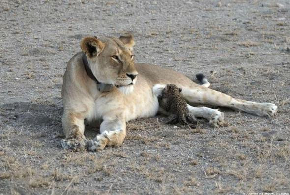 Λιονταρίνα θηλάζει μία νεογέννητη λεοπάρδαλη [ΦΩΤΟ]