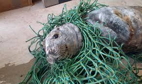 Ψαράς σώζει φώκια εγκλωβισμένη σε δίχτυα [ΒΙΝΤΕΟ]