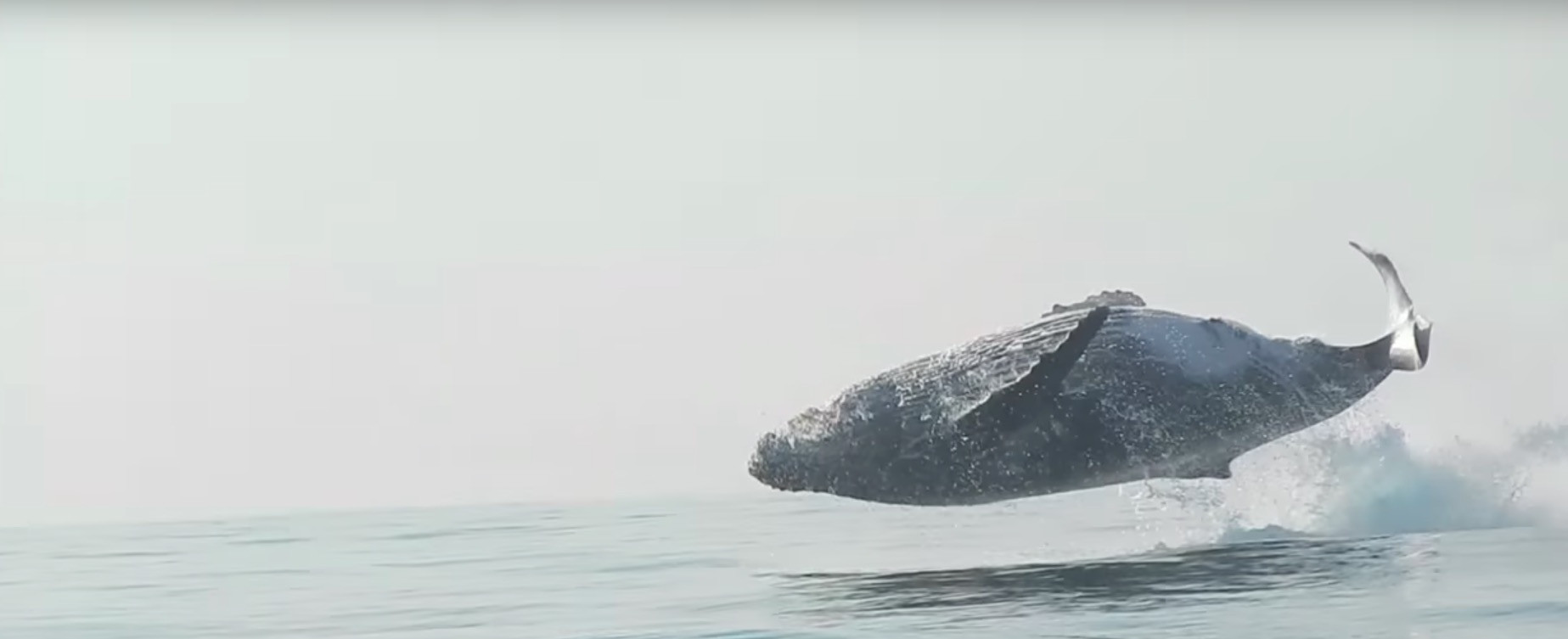 Σπάνια λήψη άλματος φάλαινας δεκάδων τόνων στο φυσικό της περιβάλλον [Βίντεο]