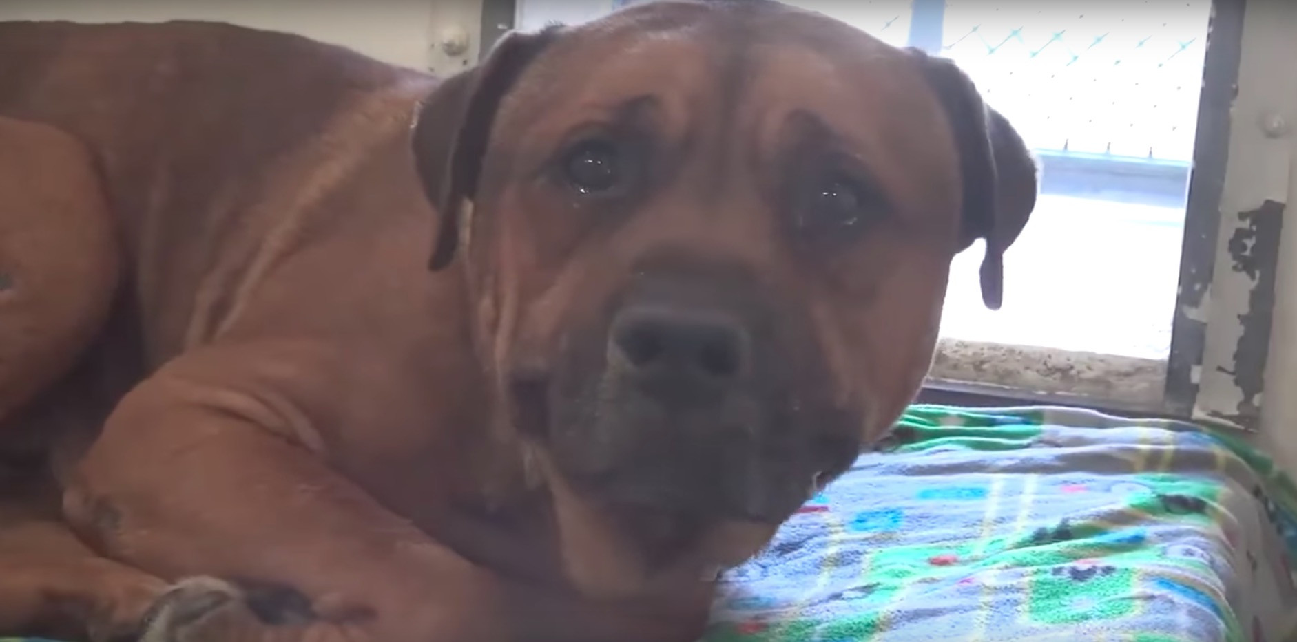 ‘Ενα δακρυσμένο «γιατί» από έναν σκύλο δίχως οικογένεια [Βίντεο]