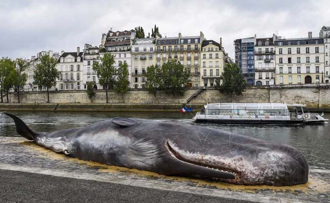 Νεκρή φάλαινα στις όχθες του Σηκουάνα αναστατώνει το Παρίσι