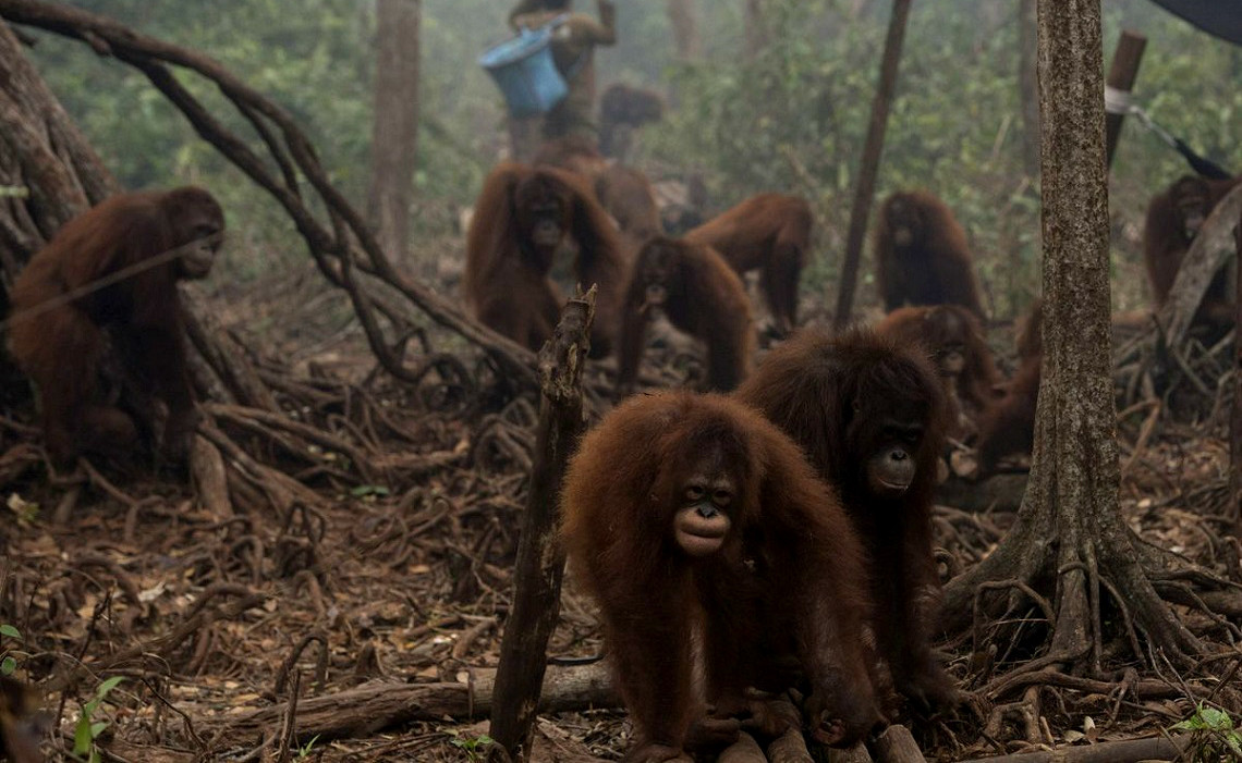 Φοινικέλαιο: Το μεγάλο πλιάτσικο στα δάση της Ινδονησίας