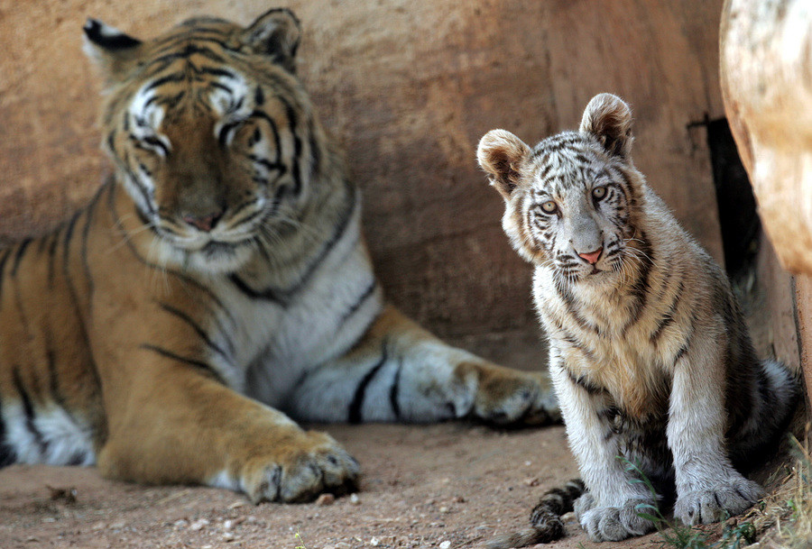 Υπό σοβαρή απειλή εξαφάνισης οι τελευταίες τίγρεις του κόσμου