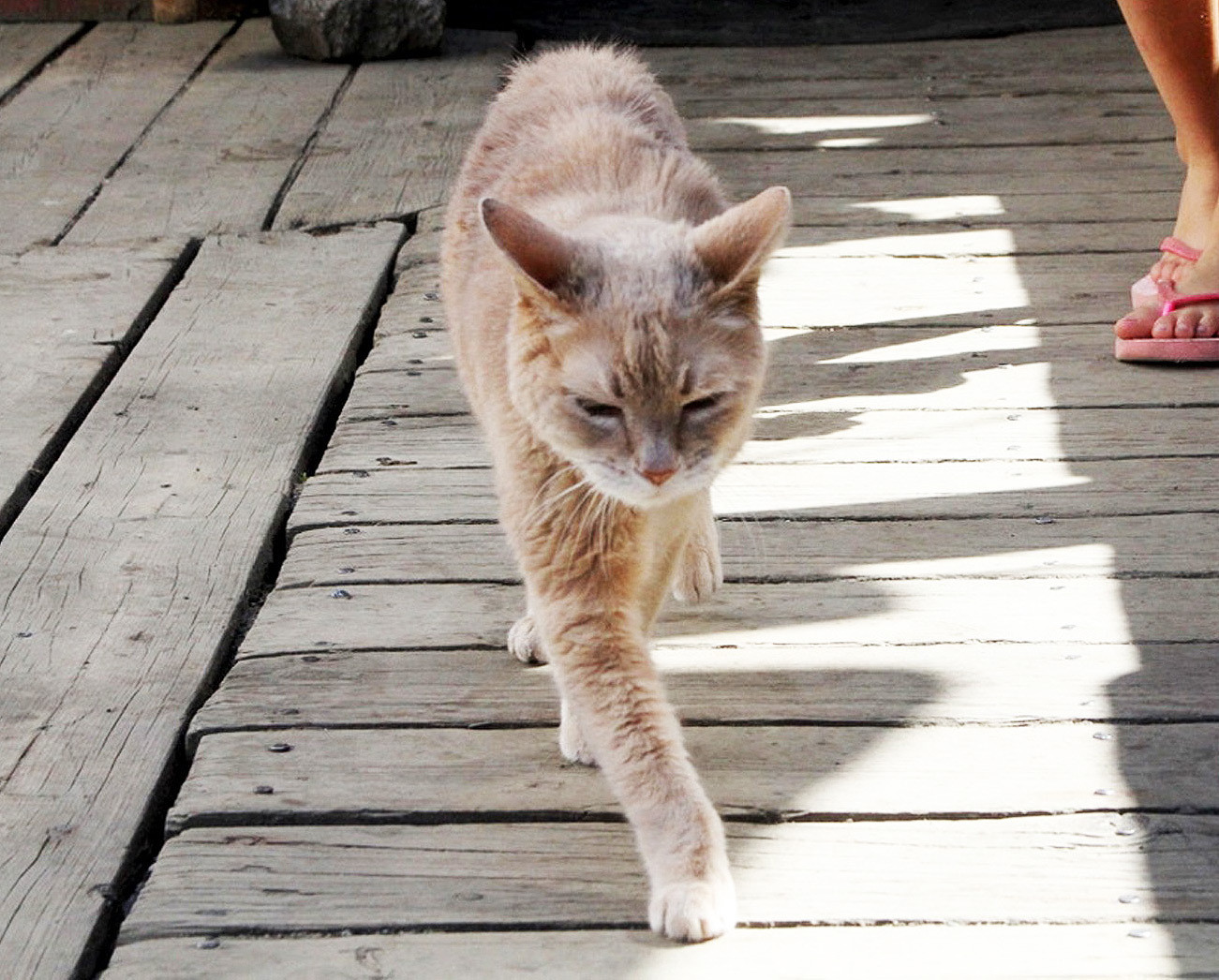 Αλάσκα: Πέθανε ο πιο αγαπητός δήμαρχος-γάτος