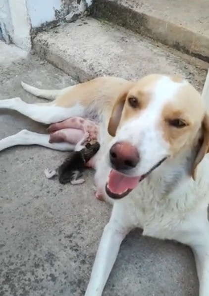 Λαμία: Σκυλίτσα θηλάζει γατάκι που πέταξαν στα σκουπίδια [ΒΙΝΤΕΟ]