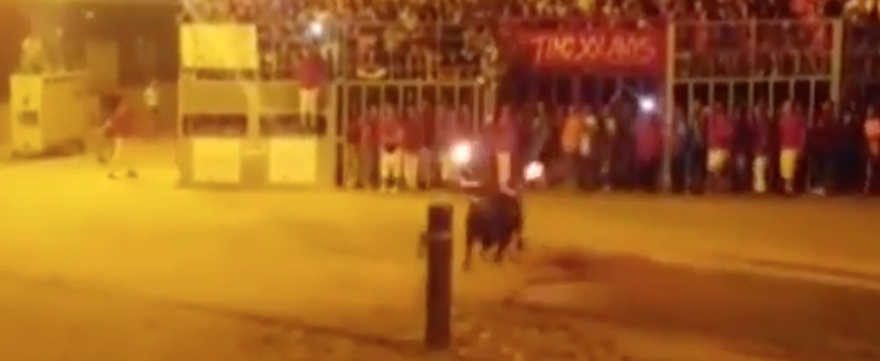 Η αυτοκτονία του ταύρου [Βίντεο]