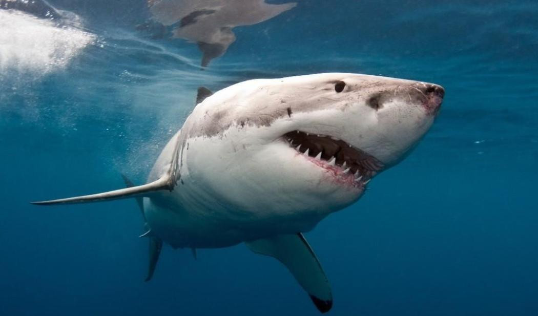 Ψαράδες κακοποίησαν καρχαρία μέχρι θανάτου [ΒΙΝΤΕΟ]