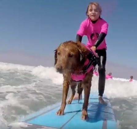 Αυτός ο σκύλος βοηθάει τον κόσμο να μάθει surf [ΒΙΝΤΕΟ]