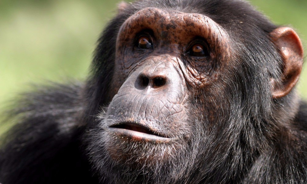 Εγκεφαλικές ενδείξεις Αλτσχάιμερ και σε ηλικιωμένους χιμπατζήδες