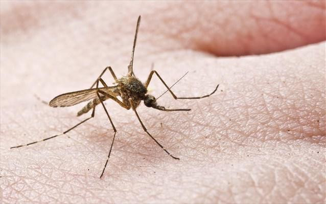 Σύσκεψη στο ΚΕΕΛΠΝΟ για τα νοσήματα που μεταδίδονται από τα κουνούπια
