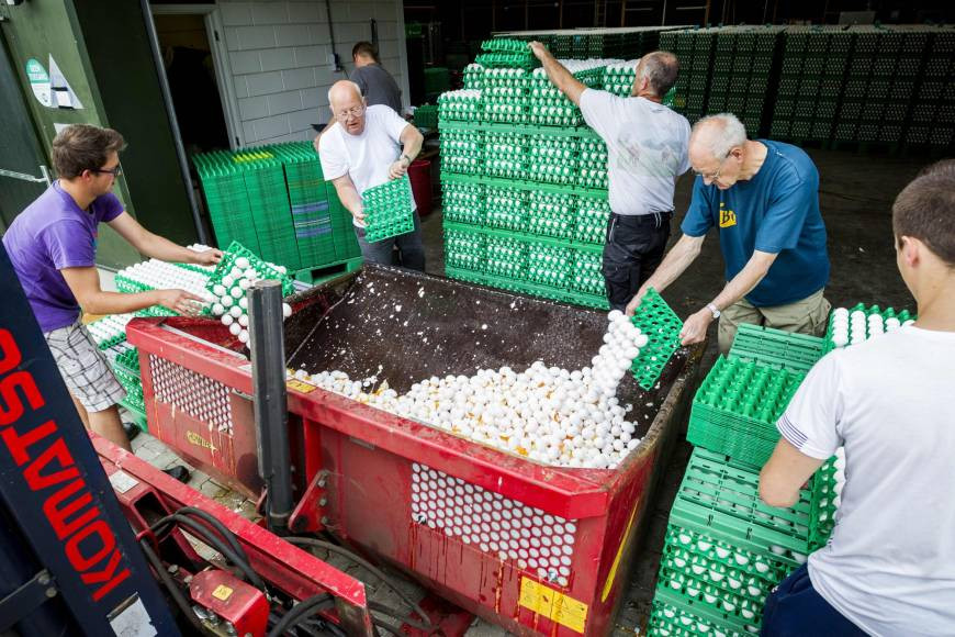 Μαζική απόσυρση μολυσμένων από εντομοκτόνο αυγών σε Γερμανία και Ολλανδία