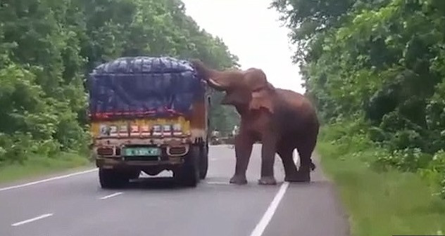 Πεινασμένος ελέφαντας έκλεψε πατάτες από φορτηγό [ΒΙΝΤΕΟ]
