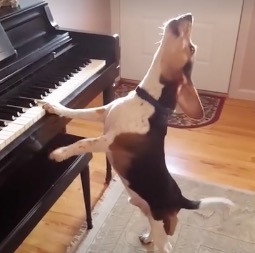Σκύλος ερμηνεύει το αγαπημένο του κομμάτι στο πιάνο [ΒΙΝΤΕΟ]