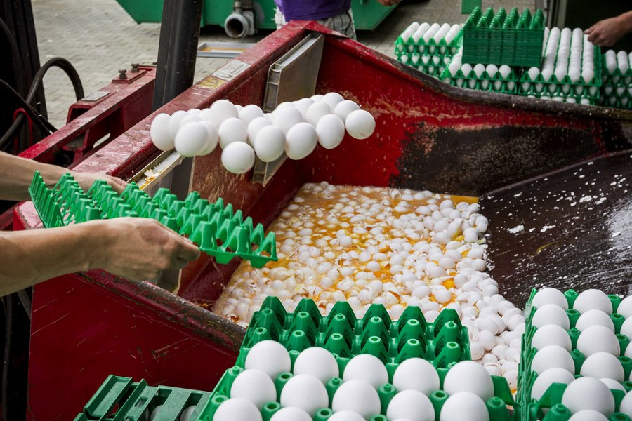 Επτά χώρες της Ευρώπης «χτυπά» το διατροφικό σκάνδαλο με τα μολυσμένα αυγά