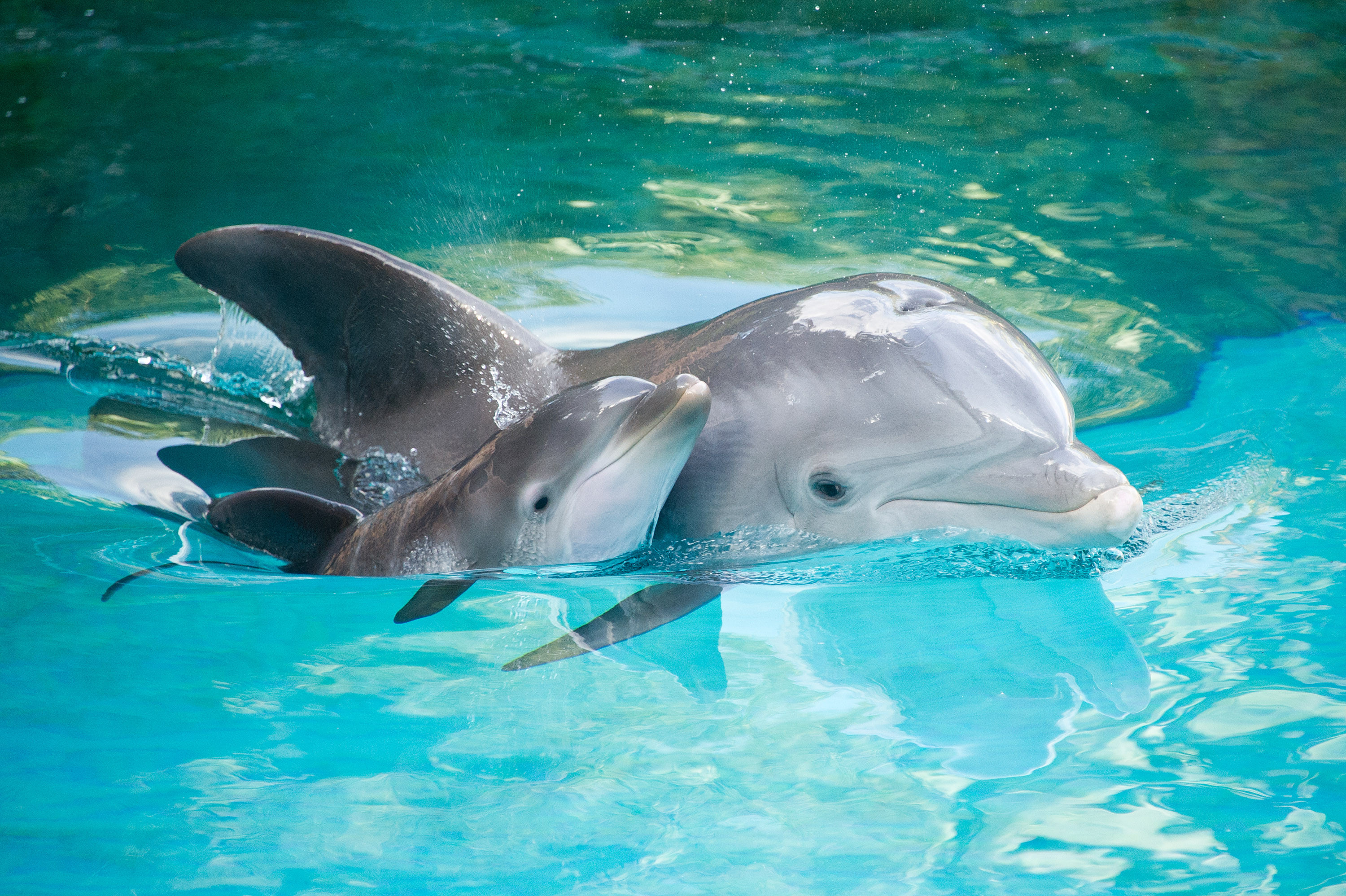 Και το Μεξικό απαγόρευσε την αιχμαλωσία των δελφινιών