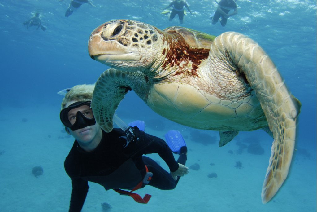 Δύτες απελευθέρωσαν θαλάσσια χελώνα [ΒΙΝΤΕΟ]