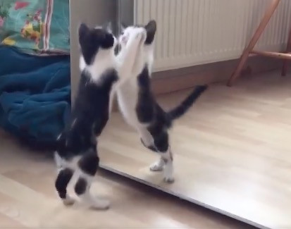 Γατάκι ανακαλύπτει το είδωλο του στον καθρέφτη [ΒΙΝΤΕΟ]