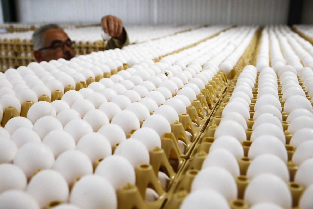 Mολυσμένα αυγά στην Ευρώπη: Τι γνωρίζουμε μέχρι τώρα