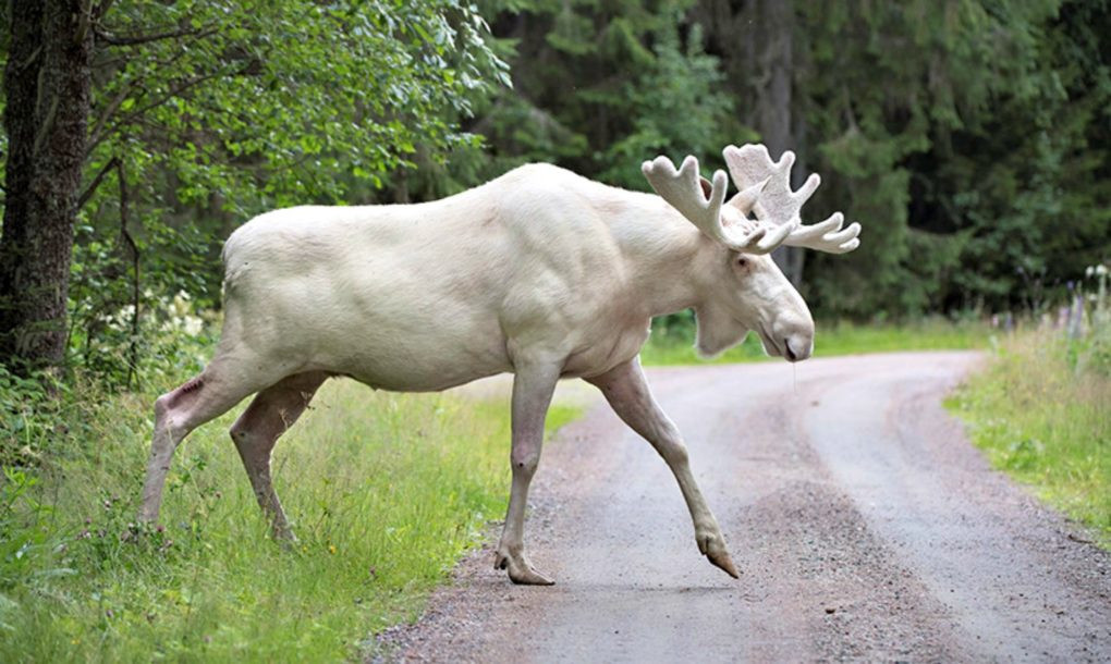 Σπάνια εμφάνιση λευκού ελαφιού στα δάση της Σουηδίας! [ΒΙΝΤΕΟ]