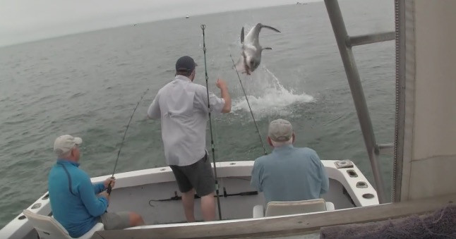 Καρχαρίας πηδάει έξω από το νερό και κλέβει ψάρι από ψαράδες [ΒΙΝΤΕΟ]