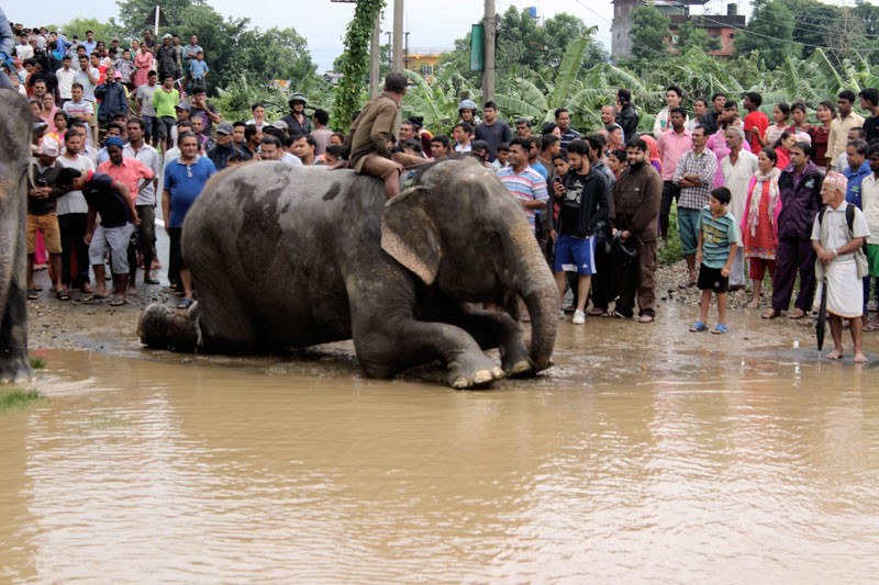 Ελέφαντες σώζουν 600 άτομα στις πλημμύρες του Νεπάλ [ΒΙΝΤΕΟ]