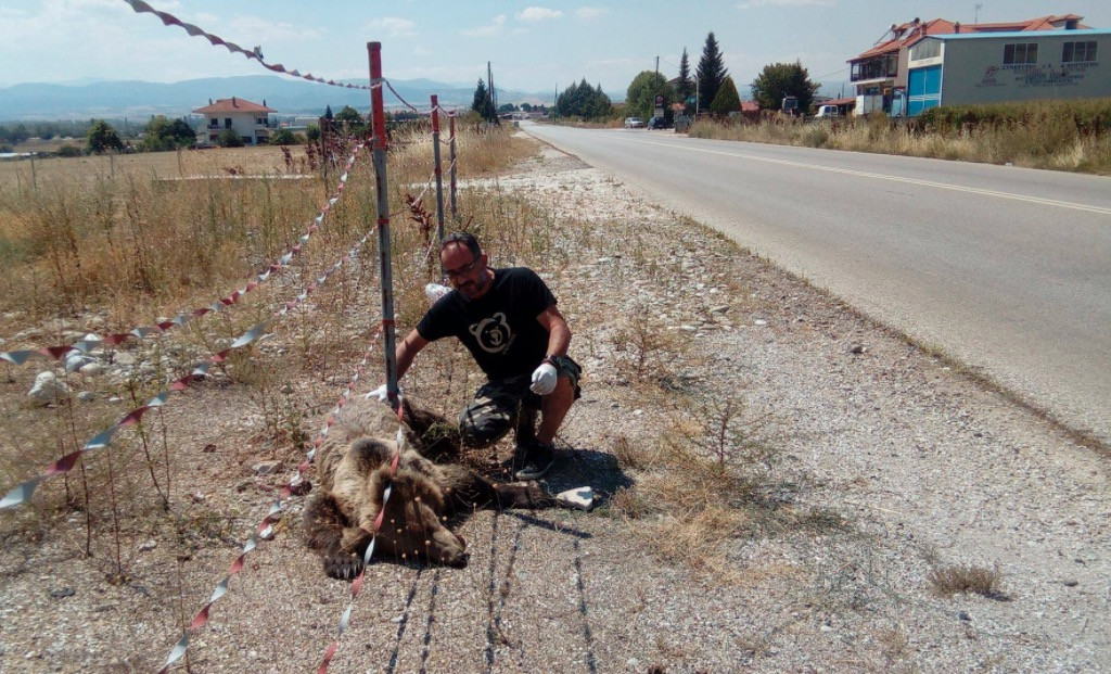 Νεκρή αρκούδα από τροχαίο στην Καστοριά