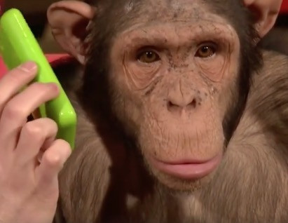 Ο χιμπατζής που αντιδράει στα μαγικά του iPad [ΒΙΝΤΕΟ]