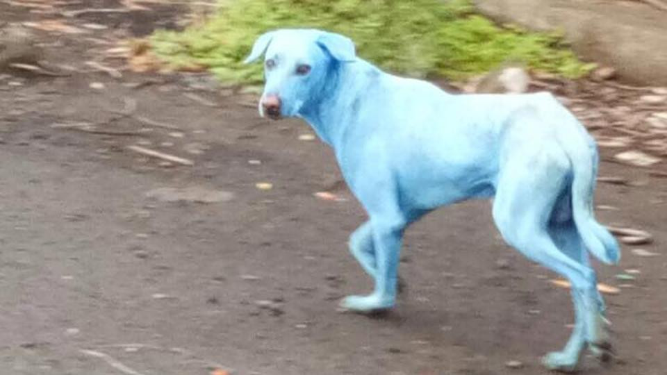 Οι σκύλοι γίνονται μπλε από τη μόλυνση στην Ινδία [ΒΙΝΤΕΟ]