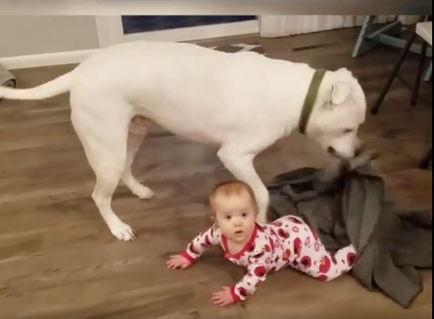 Σκυλιά σε ρόλο babysitter [BINTEO]