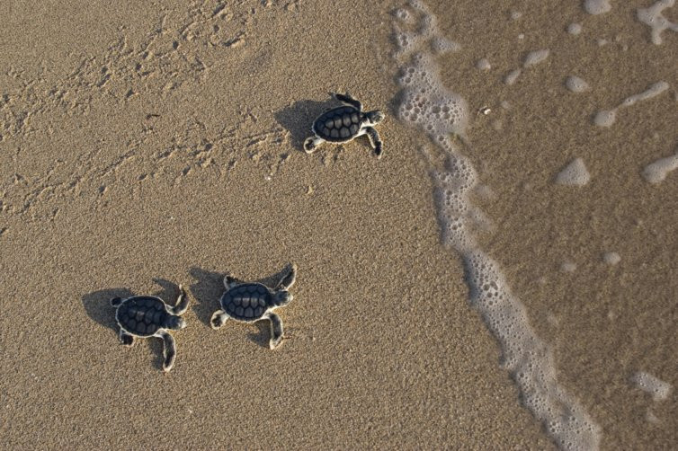 Δεκάδες μικρά χελωνάκια Caretta caretta στην Κορώνη Μεσσηνίας [ΒΙΝΤΕΟ]