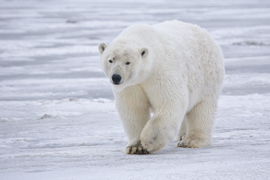 Ξεναγός θα πληρώσει πρόστιμο 1.300 ευρώ επειδή ενόχλησε πολική αρκούδα