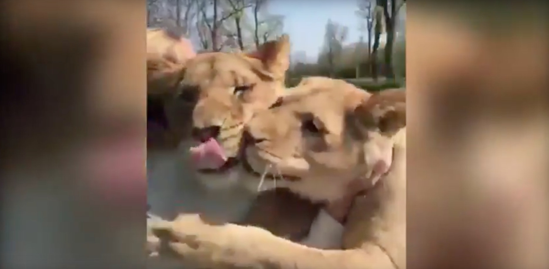 Η καταπληκτική αντίδραση δύο λιονταριών όταν συναντούν την γυναίκα που τα μεγάλωσε [Βίντεο]