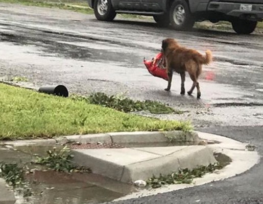 Ότις: Ο σκύλος που έγινε σύμβολο επιβίωσης στον τυφώνα Χάρβεϊ