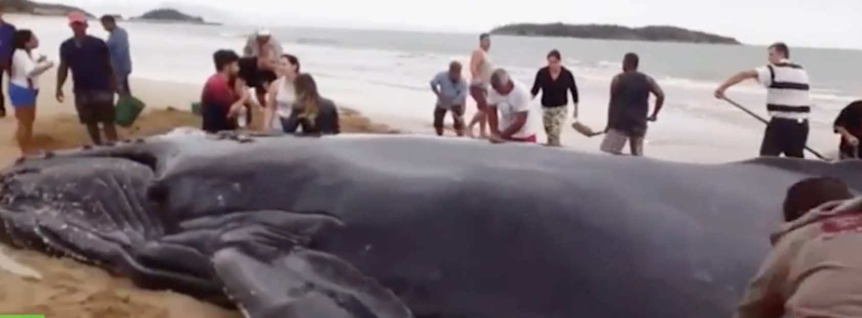 Εκατοντάδες άνθρωποι βοηθούν φάλαινα να επιστρέψει στο νερό [ΒΙΝΤΕΟ]