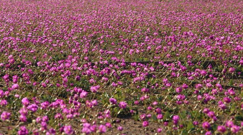 Η πιο ξηρή έρημος του κόσμου γέμισε λουλούδια! [ΒΙΝΤΕΟ]