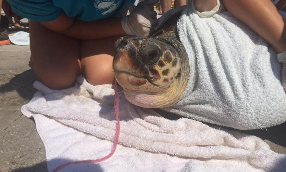 Εθελοντές βγάζουν δίχτυ από το στόμα χελώνας Caretta-Caretta [ΒΙΝΤΕΟ]