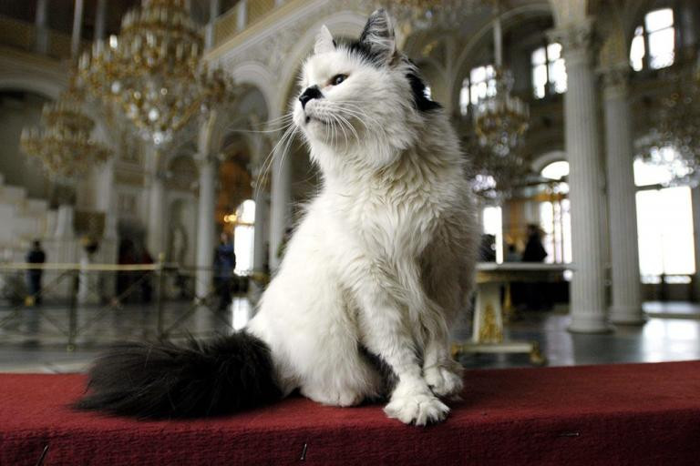 Ρωσία: Πέθαναν από ασφυξία οι διάσημες γάτες του Ερμιτάζ
