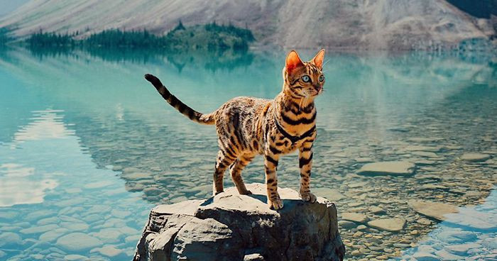 Η πιο πολυταξιδεμένη γάτα στον κόσμο [ΦΩΤΟ+ΒΙΝΤΕΟ]