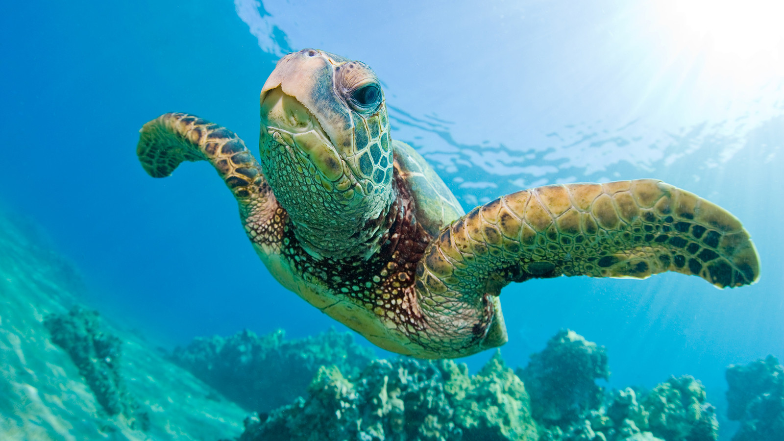 Ενθαρρυντικά μηνύματα για τις θαλάσσιες χελώνες
